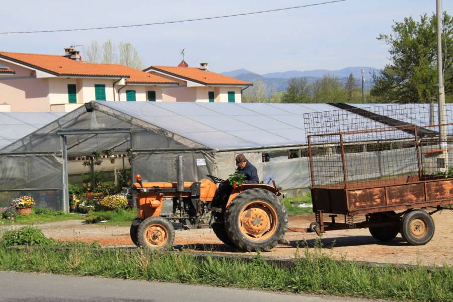 Italialainen kukkalähetti
Kukkalähetti lähti viemään lähetystä, kun satuttiin kävelemään ohi.
Avainsanat: kukkalähetti lucca italia