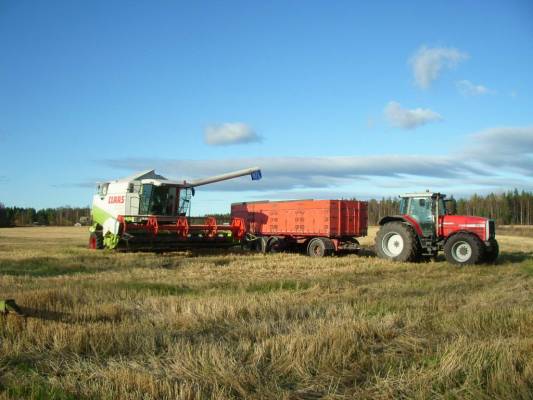 Viimeisiä puinteja
Kuvassa lexion 430 , Mf 8160  , kärryt 32 m3 
Avainsanat: lexion mf 8160