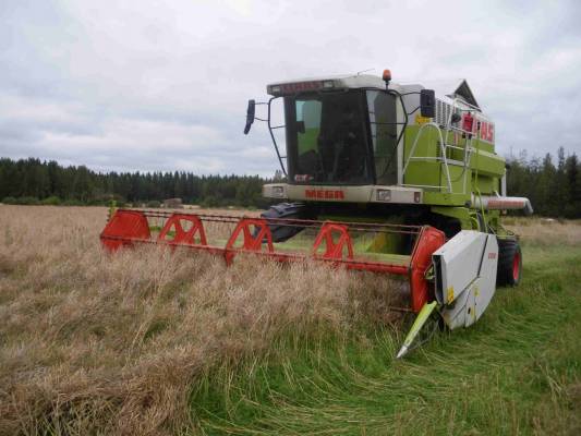 Kevätrypsin puintia
Claas 204 / zurn sivuterällä, huonon rypsikasvuston puintia
Avainsanat: Claas 204