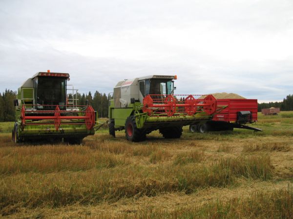 Viimmesiä puinteja 10- vuonna
Claas Dominatorit 48 ja 140 Hydro, Junkkari J-13
Avainsanat: claas