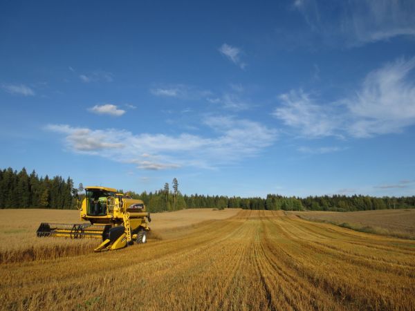 New Holland Tc54
Syksyn viimeisiä puinteja
Avainsanat: NewHolland Tc54 kaura 2013