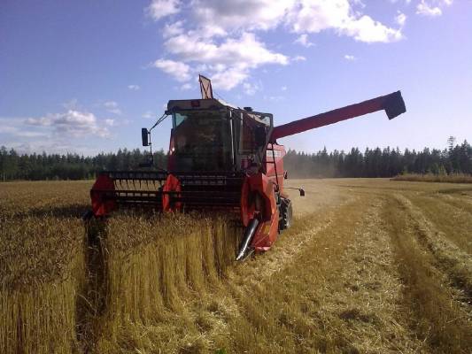 Massey Ferguson 23 ja kruunu vehnä 09
Massey Ferguson 23 (Sampo Rosenlew 2045) vm:2000 pöytä:310cm vehnä kruunu sato n.4000kg
Avainsanat: Massey Ferguson 23