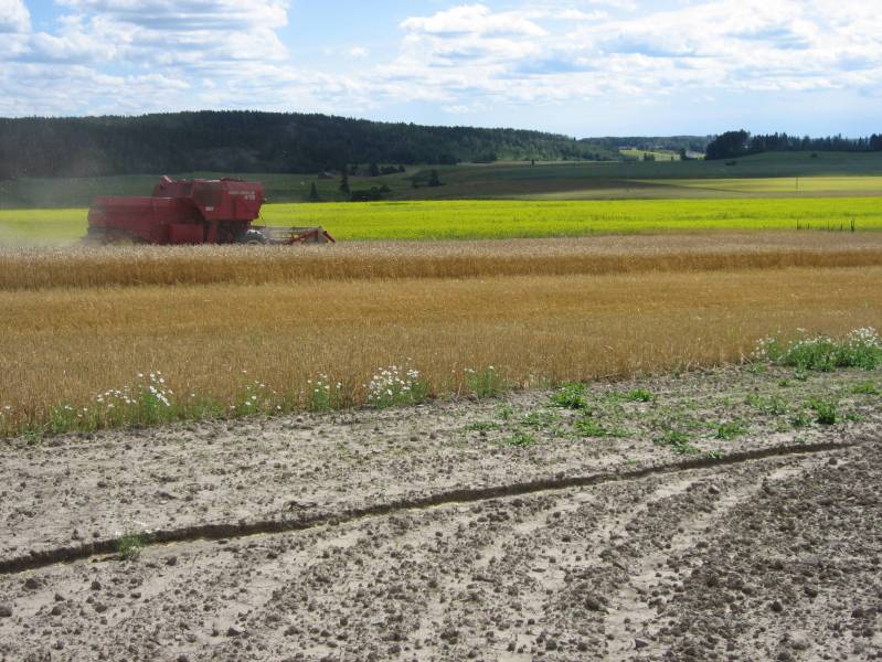 Vehnän puintia 23.7.2007 Sampo 410 
Puintien odottelua. Ei tänävuonna puida ainakaan rypsin kukkiessa. 
