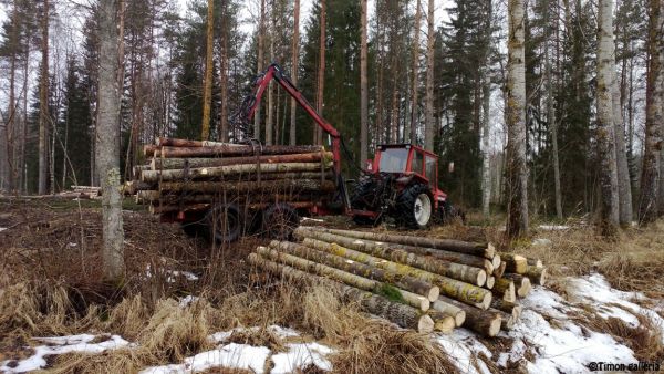 Sahapuun ajoa
Harvoin on tullut ajettua haapatukkia. 
Menosssa mukana 605 Valpuri / Patruuna / Tempo
Avainsanat: valmet 605 puunajo tempo patruuna
