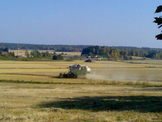 Claas Lexion 510 6m:n pöydällä
Aika tehokasta touhua, kun tolla koneella ajellaan..
