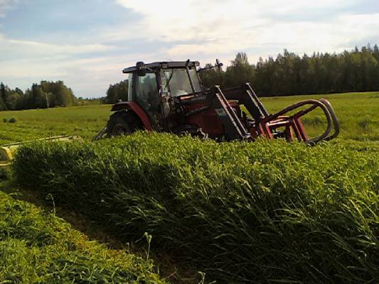 Massey-Ferguson
Pitkän rehun niittoa.
