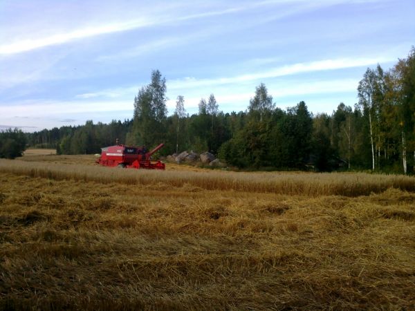 Kauranpuinteja
Massey Ferguson 240
Avainsanat: MF 240