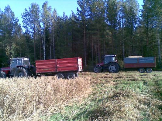 massey ferguson 4255 ja laina tuhti sekä massey ferguson 390 ja junkkari 85
viljan ajoa
Avainsanat: massikka tuhti junkkari