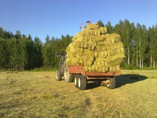 Pikkupaalien ajoa MF 390 + Rysky
Vajailla ei ajeta, vai miten se sanotaa :D Mättäjä poistusilleen et ajettiin 165 Massikan viereen ja sit siitä kopin päälle heinätalikkoa apuna käyttäen. 
Avainsanat: mf 390 paalien mättöä paali rysky