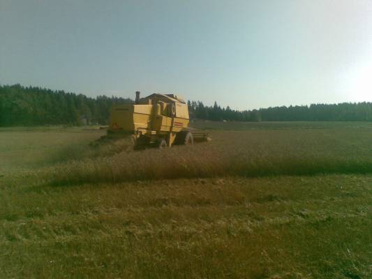 Vehnän puintia
Clayson 8060 puimassa kevätvehnää syyskussa 2009. 5000 kg tuli hehtaarilta kynnetyltä pellolta.
Kevyt muokatulta tuuli 1000 kg vähemmän. Joten pistin rounduppia peltoon jotta vigruutti ja muu roska saadaan kuriin. Ja salpietaria pistetään peltoon jotta sadon typpiarvo nousee.   
Avainsanat: Clayson