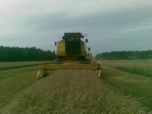 Kevätvehnän puintia
8060 Clayson pui vehnää. Enää ei noita ojia ole. Pistettiin nuo umpeen.
Avainsanat: Clayson