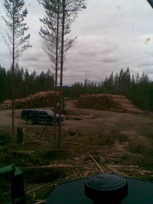 Laani paikka.
2000 motin harvennus. Onneksi oli hyvä laani ja paljon tilaa.
