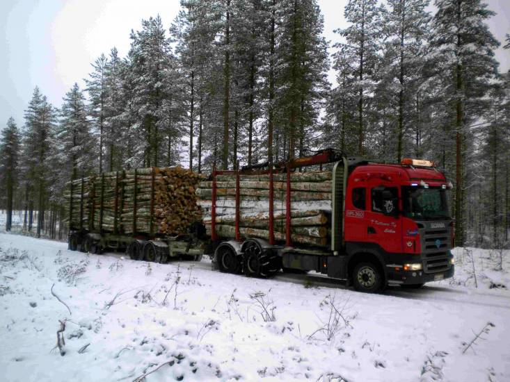 Ärräläinen
Radan varteen koivua.
