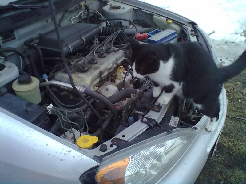 Konehuonetta tutkimassa
Meilläpäin nuo kissan on autojen asiantuntijoita :D
Avainsanat: Auto nissan