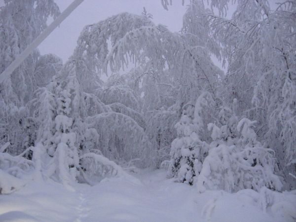 Kaunista metsää talviasussa..
Avainsanat: lunta tupaan