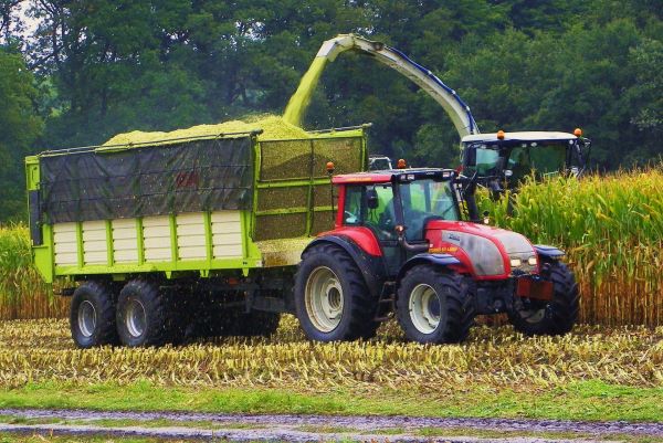 T 190 contractor Sturris
Contractor Sturris from Laren, Netherlands harvesting silomaize with Valtra T190 and Kaweco-silagehauler.
