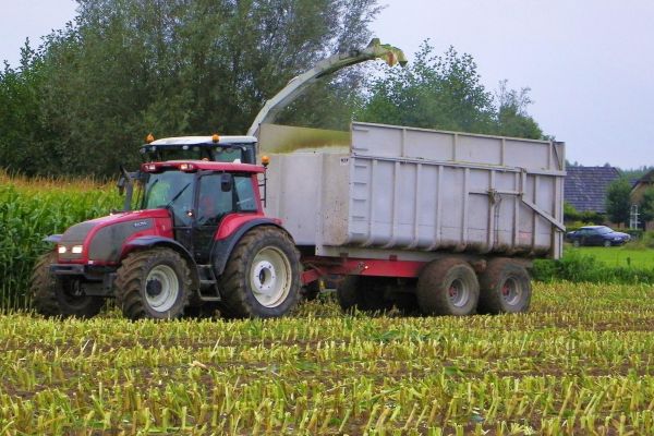 T 170 in the Netherlands
One of the Valtra T 170 tractors from the Dreierink company in Terwolde, The Netherlands in action during maize-harvest.   Note the photographer's own black 'Valtra' on the right in background. ;-)
