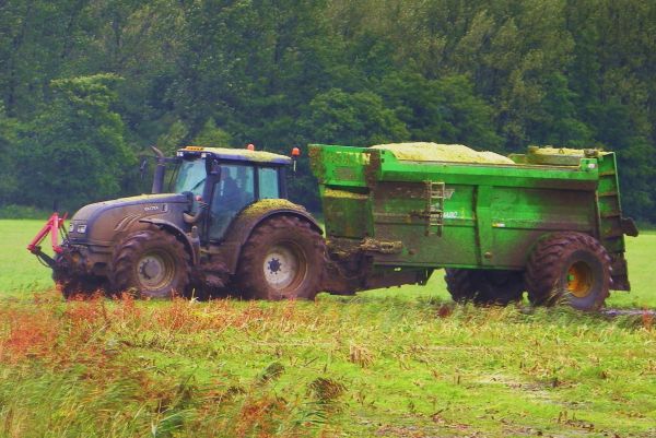 T 202, extreme harvest
The T 202 from contractor Groen during the extreme wet maize-silage harvest in the Netherlands, last fall.
The soil was so weak that only these small wagons were able to transport some maize-silage.
