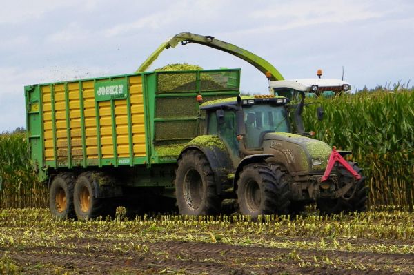 Black T202
Valtra T202 belonging to contractor Dirk Groen from Oudemirdum, the Netherlands during maize-harvest with driver Epke Werkman at the controls.
Tractor pulls a Joskin silage-wagon.
