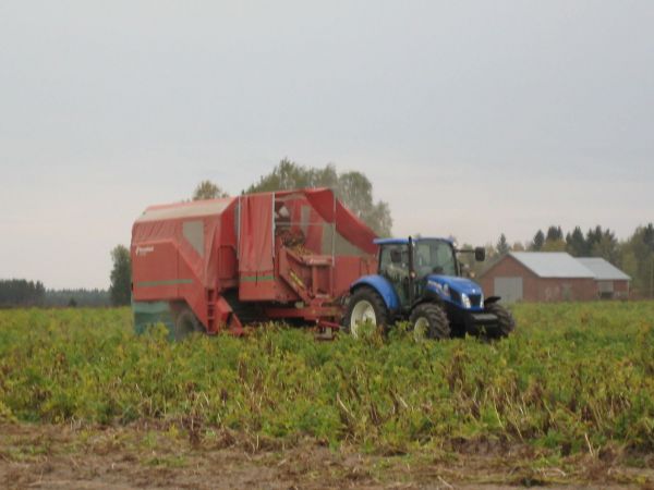 Tärkkelysperunan nostoa
New holland T5.115 ja kverneland underhaug 5300
