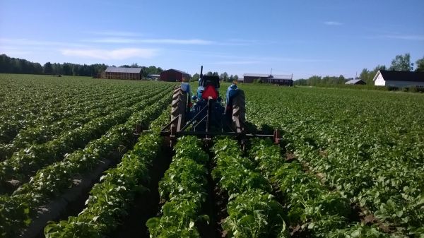 IPM kasvinsuojelua
Fordson super major ja peruna hara
