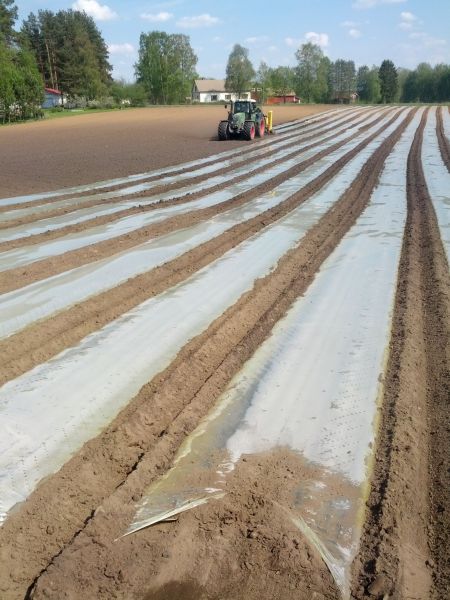 Maissinkylvöä
Urakoitsija kylvää Fendt 818 Vario TMS:llä ja Irlantilaisen Samcon nelirivisellä koneella.
