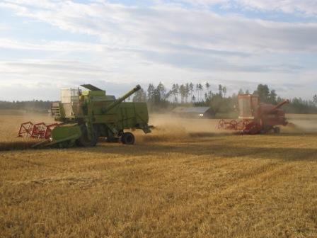 Naapurin Claas ja Fahr
Naapurin isäntä päätti ruveta puimaan oikein kahdella puimurilla(puimureiden malleja en muista).
Avainsanat: Claas Fahr Puimuri